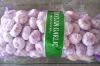 pure white garlic