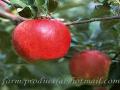 Gala apple,Chinese Gala apple supplier,