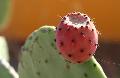cactus oil or prickly pear seed oil