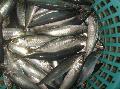 FROZEN BLUE ROUND SCAD MACKEREL JAPANESE SCAD,ROUND SCAD