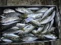 BIG EYE HORSE MACKEREL