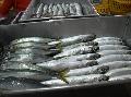 ROUND MACKEREL