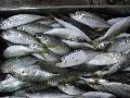 frozen big eye horse mackerel trachurus japonicus jack mackerel