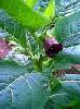 Belladonna