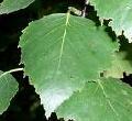 Birch leaf