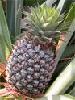 Bromelain
