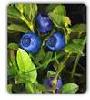 Bilberry Extract