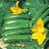 Fresh Courgette