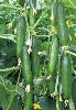 Fresh Cucumber