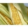  food  grade erythritol