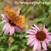 Echinacea Purpurea Extract,polyphenols,chicoric acid