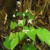  Epimedium  Extract -- Icariin 