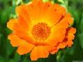Lutein 5- 90 % HPLC --Marigold Extract