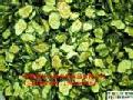 air dehydrated cucumber slices