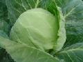 2010 Spring Chinese Cabbage No  Pesticide   Residue s