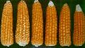 frozen yellow waxy corn