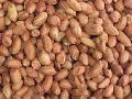 frozen  fresh   peanut 