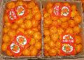 Fresh nanfeng orange