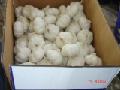  Pure  White  Garlic   2010  Crop