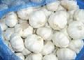 Pure-White-Garlic-2010-Crop