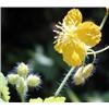 celandine extract