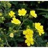 potentilla chinensis extract