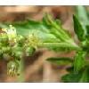 speranskia extract