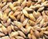 Oat-P-E-Saponin