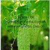 Bitter Melon Extract