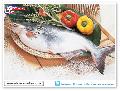 Vietnam Catfish