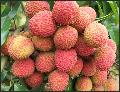 CHINESE LYCHEE- FEI  ZI XIAO
