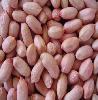 Peanut kernels