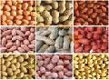 peanut kernel