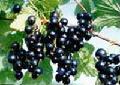 BlackCcurrant Concentrate