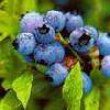 blueberry concentrate