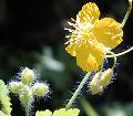 Celandine Extract