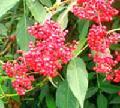 elderberry extract(juice)