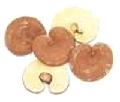 Ganoderma  Extract
