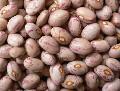 Light speckled  kidney   beans ( round   shape )