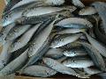 round scad