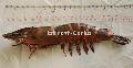 Frozen Tiger Prawns