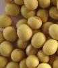 soy bean P.E