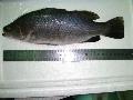 Barramundi