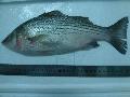  Stripe d Bass