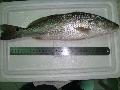  Red   drum 