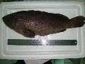 Grouper