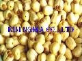  LOTUS   SEED 