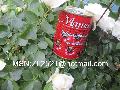 tomato paste 28-30% brix