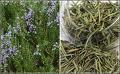  Rosemary   tea 