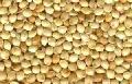  yellow - white   broomcorn   millet  seeds